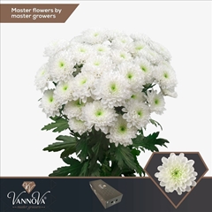 Chrysanth Spray Altaj 70cm 105gr.