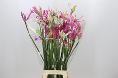 Nerine Mix 80cm