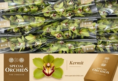 Cymbidium Kermit 60cm