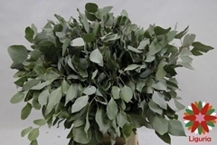 Eucalyptus Populus Per Bunch 60cm 200gr.