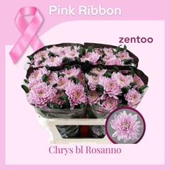 Chrysanth Single Rossano 70cm 90gr.