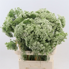 Ammi Visnaga Casablanca 80cm
