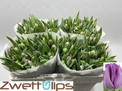Tulip Single Saigon 35cm 23gr.
