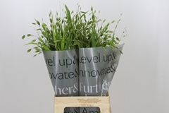 Chasmanthium Latifolium 60cm