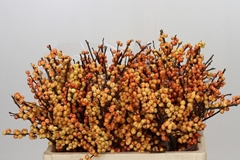 Ilex Verticillata Magical Cresgold 55cm