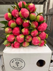 Paeonia Coral Charm 55cm