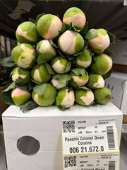 Paeonia Colonel Owen Cousins 55cm