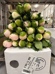 Paeonia Colonel Owen Cousins 50cm