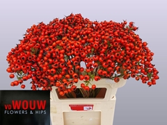 Rosa Mandarin Hiphop 70cm