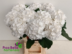 Hydrangea White Verena 60cm 16-18cm Hd