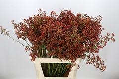 Rosa Autumn Rosefruits 90cm
