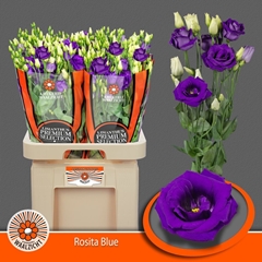Eustoma Double Rosita Blue 70cm