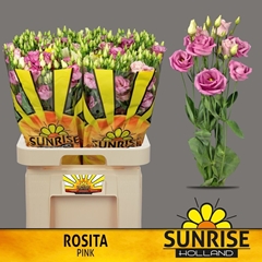 Eustoma Double Rosita Rose Pink 70cm