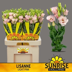 Eustoma Double Lisanne Light Pink 70cm