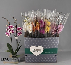 Phalaenopsis Mix 8 Colours 12Ø 75cm 2st