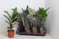 Calathea Mixed 3 Varietys 14Ø 45cm