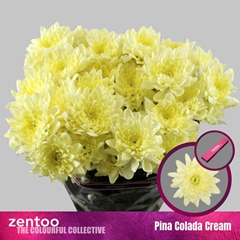 Chrysanth Spray Pina Colada Cream 70cm 120gr.