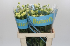 Ranunculus Butterfly Litai 60cm 50gr.