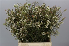 Chamelaucium Blondie 60cm 30gr.