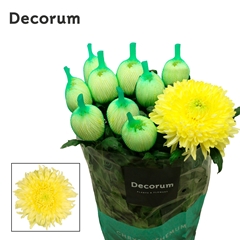 Chrysanth Single Magnum Yellow 70cm 100gr.
