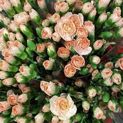 Dianthus Spray Hamada 60cm