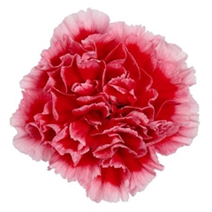 Dianthus Single Cheerio 70cm