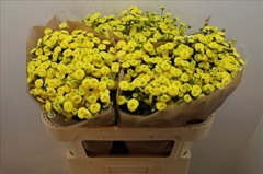 Tanacetum Amazone 70cm