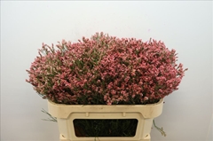 Limonium Sinense Max Diamond 70cm 30gr.