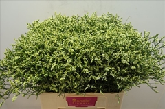 Limonium Sinense China Summer 60cm 30gr.