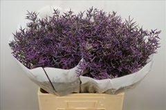 Limonium Safora Dark Blue 70cm 30gr.