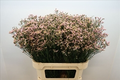 Limonium Sinense Blush Diamond 80cm 30gr.