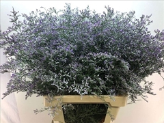 Limonium Beltlaard 70cm 50gr.