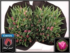 Tulip Double Double Princess 35cm 35gr.
