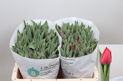 Tulip Single Pacha 40cm 35gr.