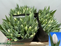 Tulip Single Lanka 45cm 40gr.