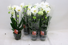 Phalaenopsis Cascade 12Ø 45cm 2st