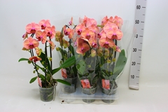 Phalaenopsis Cascade 12Ø 45cm 2st
