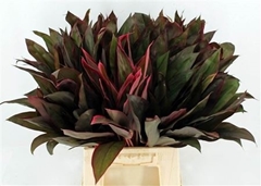 Cordyline Purple Compacta 62cm