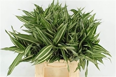 Dracaena Sanderiana 52cm