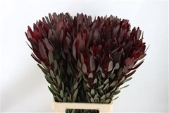 Leucadendron Safari Sunset 90cm