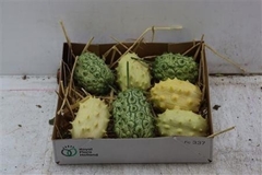 Cucumis Hirsutus