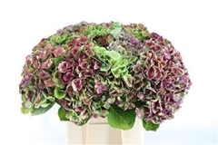 Hydrangea Amathyst 70cm 13-15cm Hd