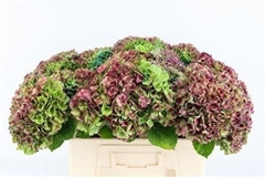 Hydrangea Amathyst 55cm 13-15cm Hd