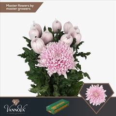 Chrysanth Single Honeymoon 70cm 90gr.