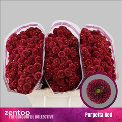 Chrysanth Santini Purpetta Red 55cm 52gr.