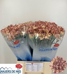 Dianthus Single Viper 60cm
