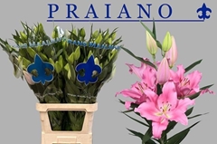 Lily Oriental Praiano 95cm 4+