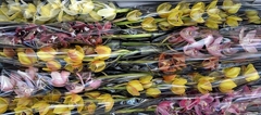 Cymbidium Mini Mix 60cm