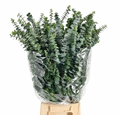 Eucalyptus Baby Blue Per Bunch 70cm 300gr.
