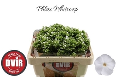 Phlox Whitecap 50cm